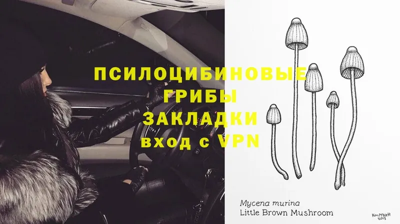 Псилоцибиновые грибы Magic Shrooms  Полевской 